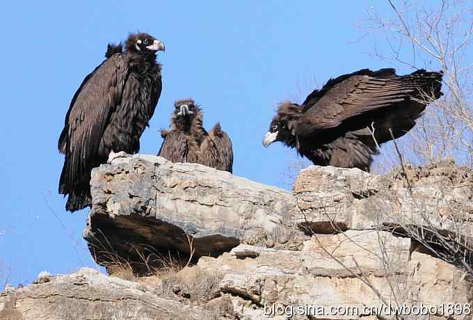 走近秃鹫：一段撼人心魄的拍摄经历