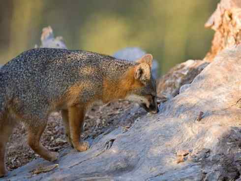 犬科：狐亚科灰狐属之灰狐、岛屿灰狐