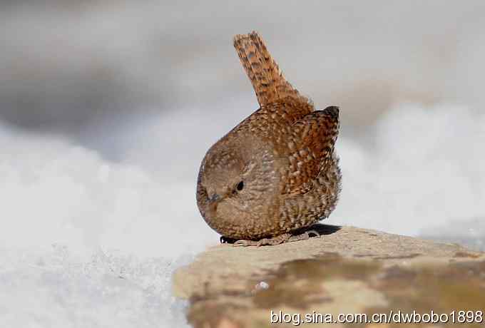 赤颈鸫和小鹪鹩