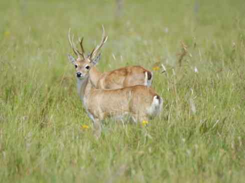 麒麟：传说的兽原型探秘（驼鹿）
