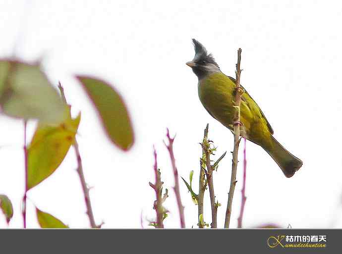 云南拍鸟：记录到九种鈥滒氢潯臼蹬摹