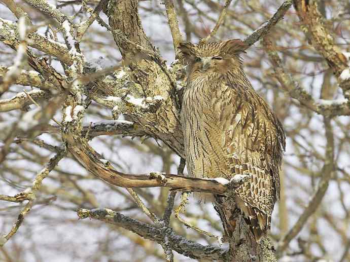 犬科：犬亚科犬属之貉