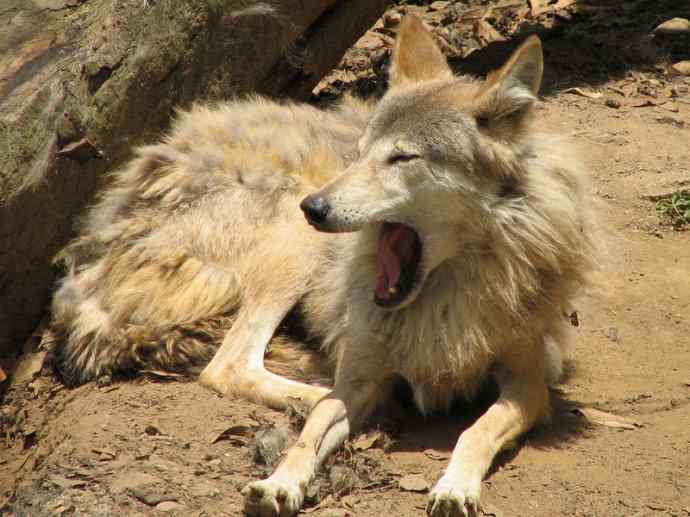 犬科：犬亚科犬属之灰狼