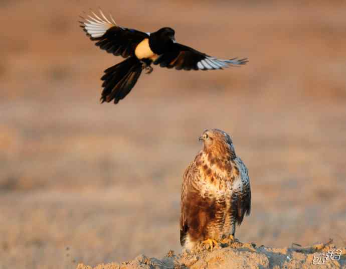 官厅水库&nbsp;wbr路&nbsp;wbr被喜鹊驱赶的毛脚鵟