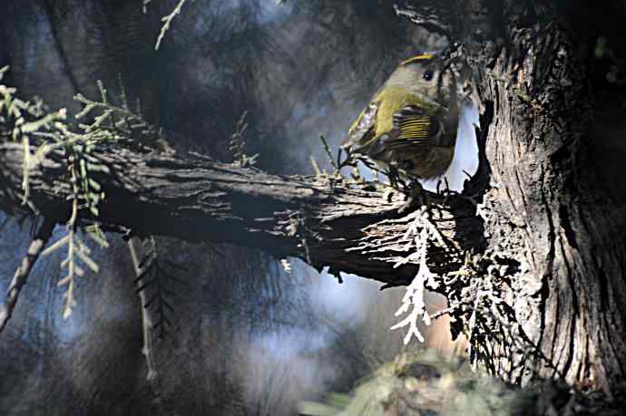 柏树丛中的小鸟