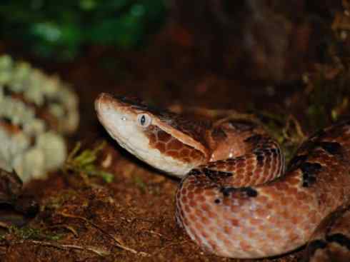 龙:传说的兽原型探秘(蝮蛇类) 龙:传说的兽原型探秘(蝮蛇类)