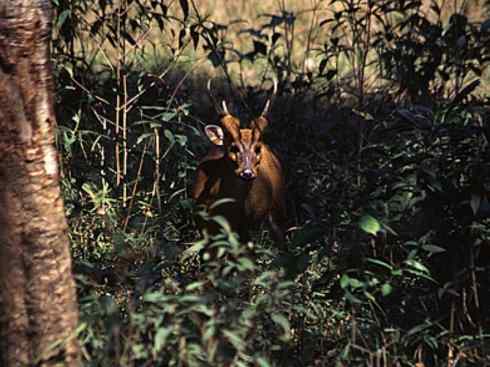 麒麟：传说的兽原型探秘（麋鹿）