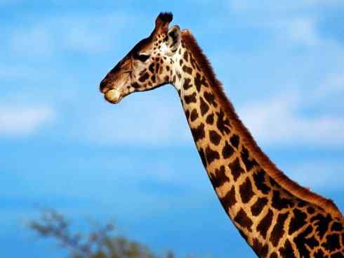 麒麟：传说的兽原型探秘（长颈鹿）