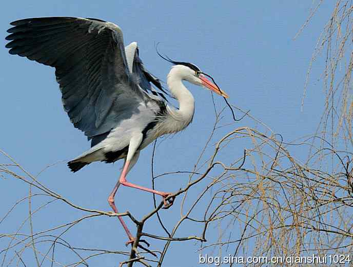 蓝天下勤劳的苍鹭