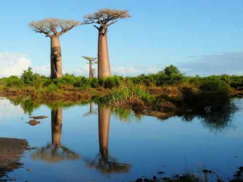 鱼类活化石：弓鳍鱼