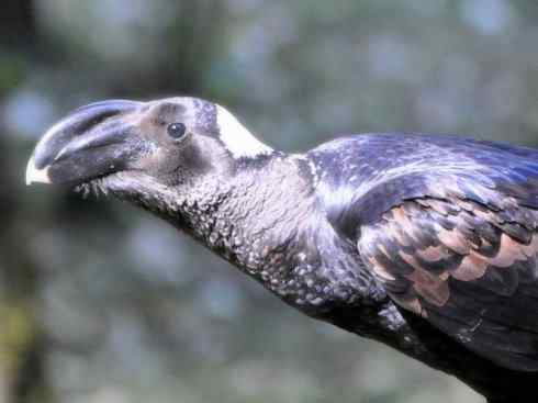 奇特的盔：厚嘴渡鸦