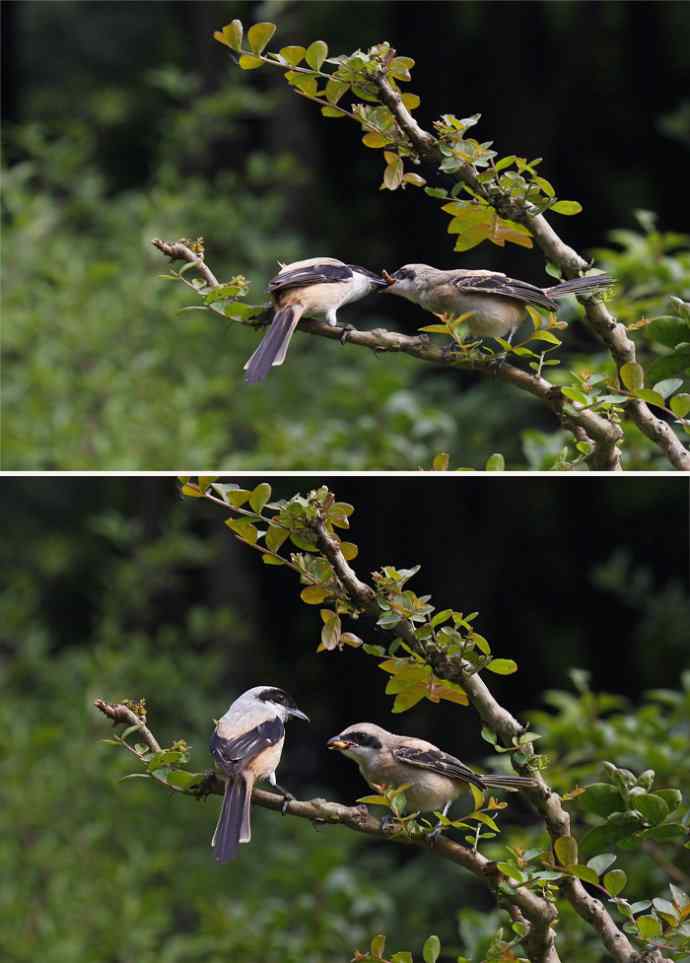 207.小伯劳成长记（3）亲鸟育儿篇