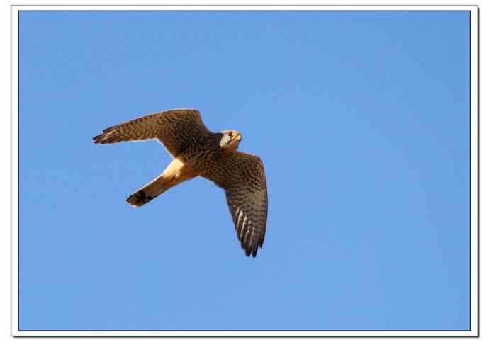 【鹰击长空--红隼雄姿】