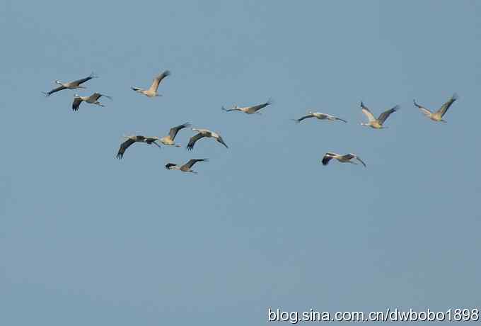 云天鹤影 wbr醉舞冬阳