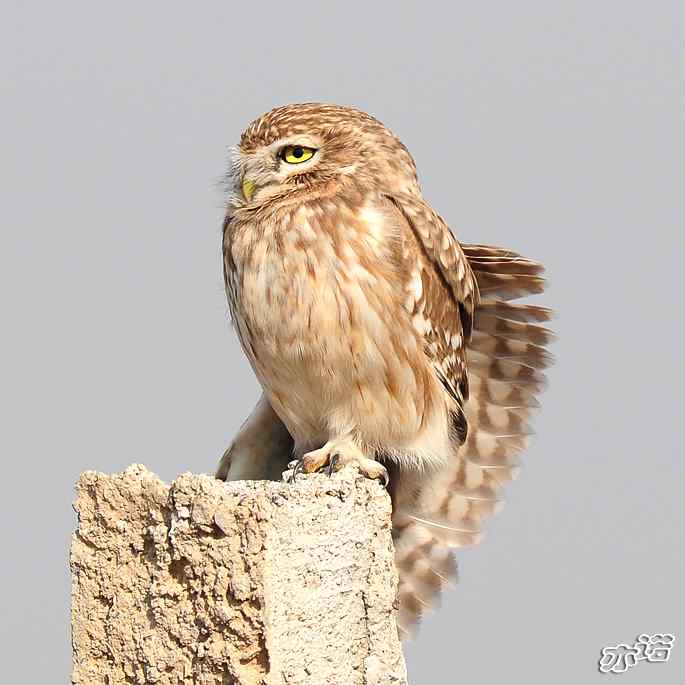 官厅水库&nbsp;wbr路&nbsp;wbr练桩的纵纹腹小鸮