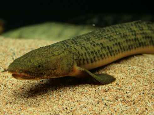 鱼类活化石:多鳍鱼 鱼类活化石:多鳍鱼