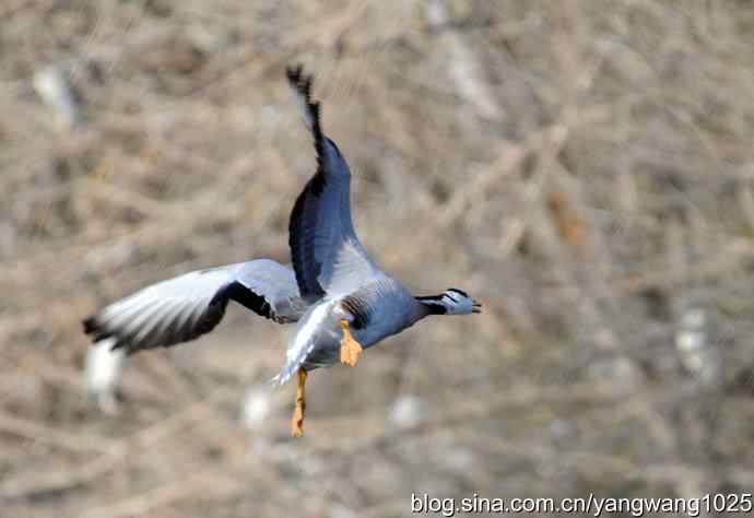 水面飞行的斑头雁