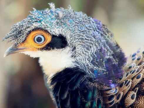 凤凰：传说中的鸟原型探秘（孔雀雉）