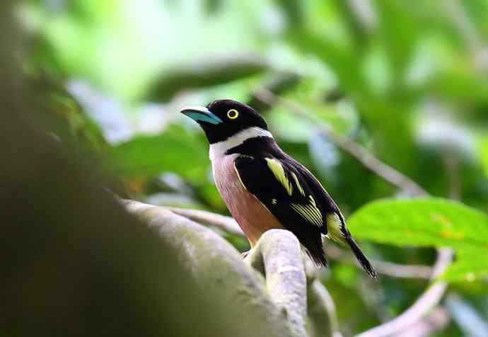 此情可待成追忆 wbr只是当时已惘然（我的阔嘴情缘）