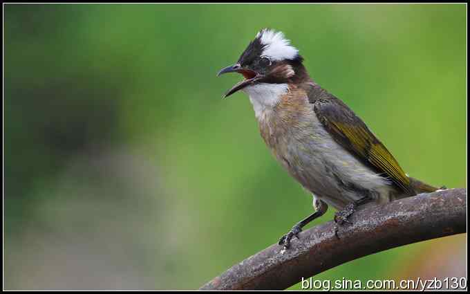 金海湖的鸟(2)鈥斺敯淄肺蹋ㄗ橥迹 金海湖的鸟(2)鈥斺敯淄肺蹋ㄗ橥迹