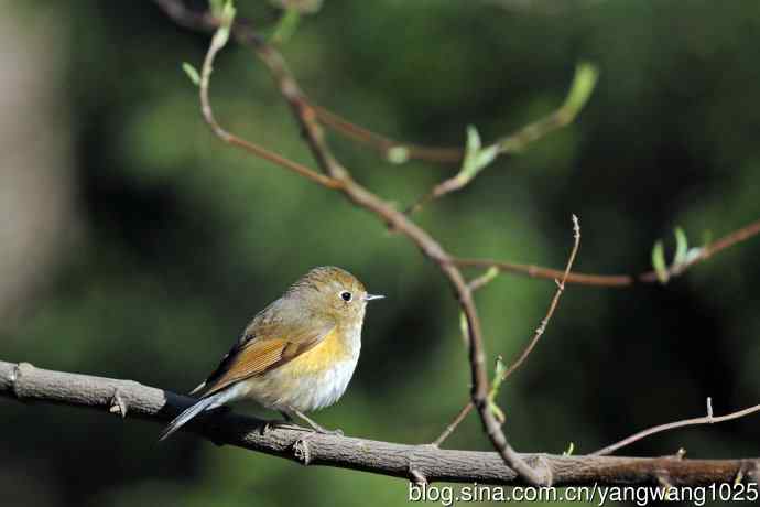 早餐中的雌性红胁蓝尾鸲