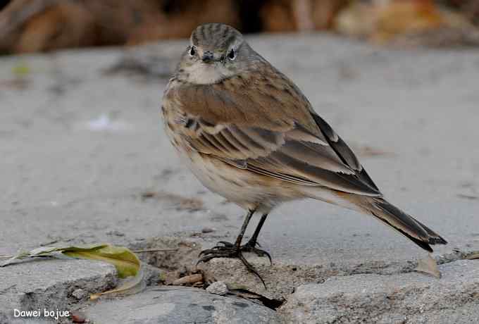 翩然红翅和十渡的那些鸟