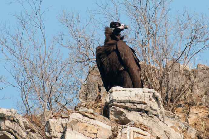 新拍座山雕☆☆
