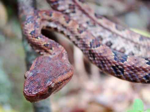龙:传说的兽原型探秘(蝮蛇类) 龙:传说的兽原型探秘(蝮蛇类)