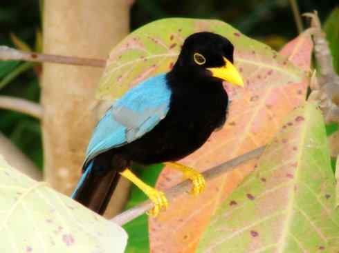 美丽无罪：雀鸟之蓝鸦