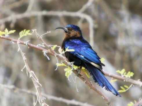 绝色攀禽:戴胜与林戴胜2 绝色攀禽:戴胜与林戴胜2