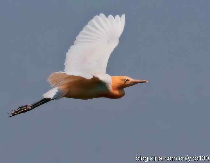 飞版牛背鹭集锦（组图，12张图片）