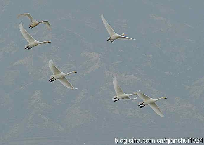 空中盘旋.赤麻鸭白天鹅(官厅水库)