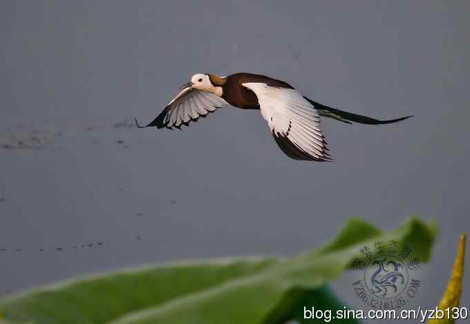 凌波仙子鈥斺斘业拿沃星槿耍ㄗ橥迹22张图片）