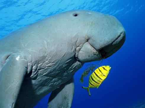 美人鱼：传说的兽原型探秘（儒艮）