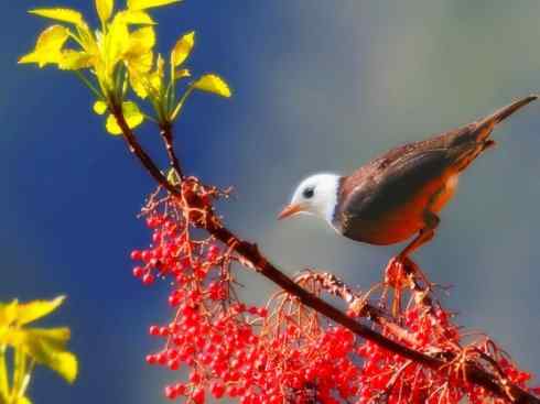 白头鸟系列:另类的美丽（岛鸫）