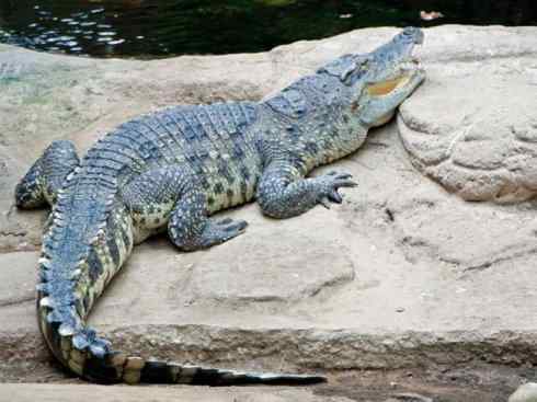 龙：传说的兽原型探秘（鳄类）