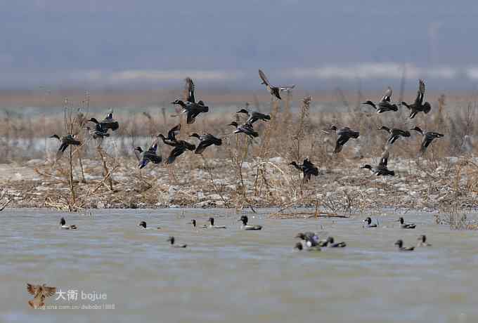 野鸭湖：白枕鹤与雁鸭群飞的春天写意