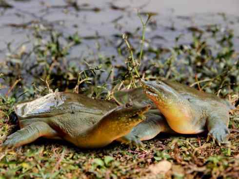 玄武：传说的兽原型探秘（鳖）