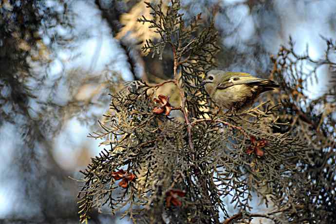 柏树丛中的小鸟
