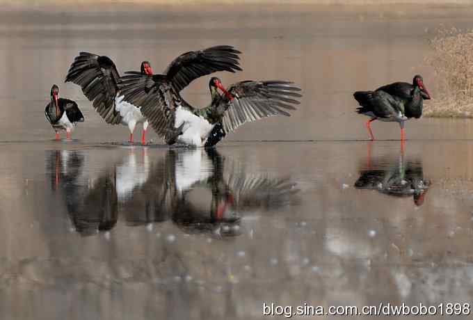 再拍黑巨鸡 再拍黑巨鸡