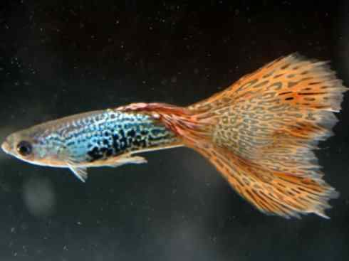 鱼类活化石：矛尾鱼