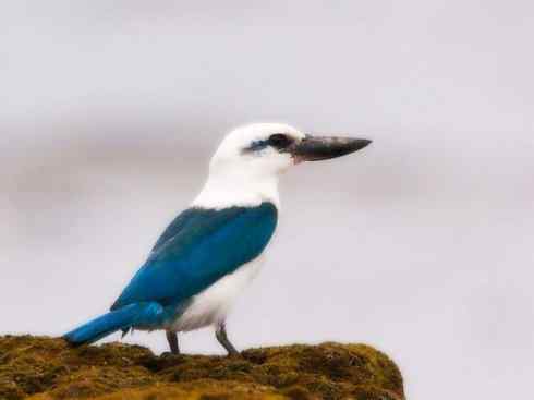 白头鸟系列:另类的美丽4(攀禽)