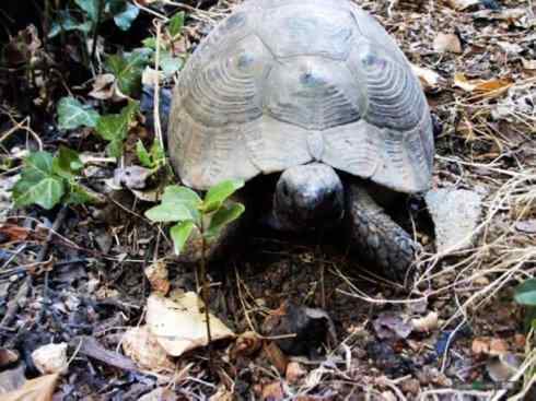 自然奇观：动物大迁徙(海龟类)