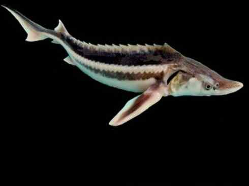 鱼类活化石:中华鲟 鱼类活化石:中华鲟