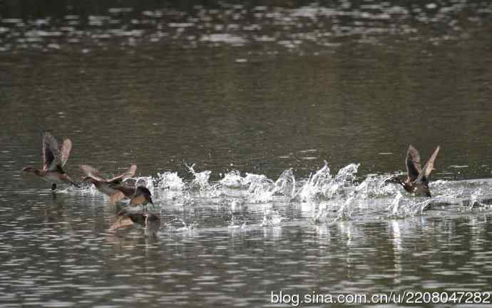 159.试用大白---家族