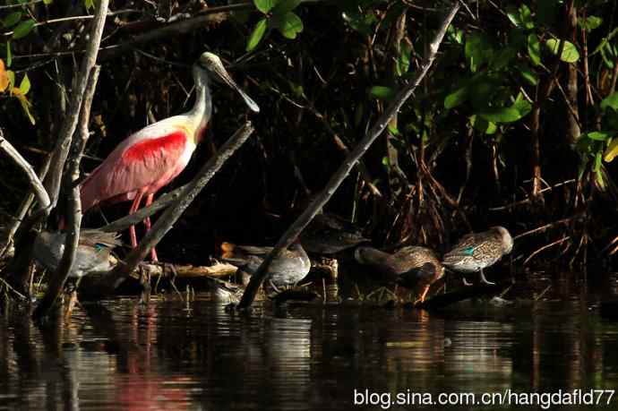 美国鸟类摄影——粉红琵鹭（6）