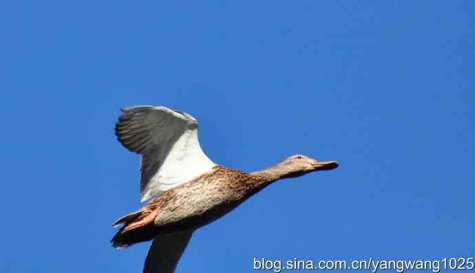 飞 wbr（雁） wbr1