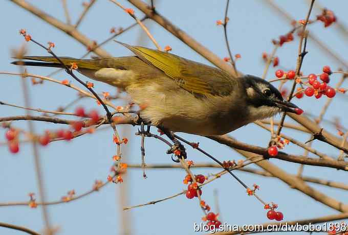 吃红果的白头鹎