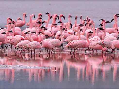 极品红色鸟类:火烈鸟 极品红色鸟类:火烈鸟