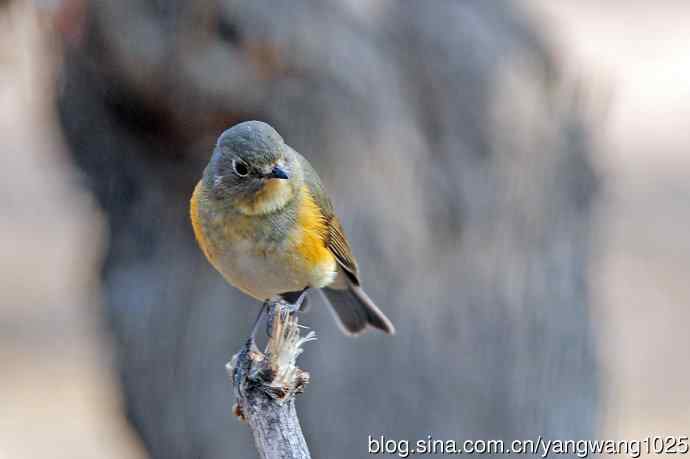 雌性红胁蓝尾鸲（66）